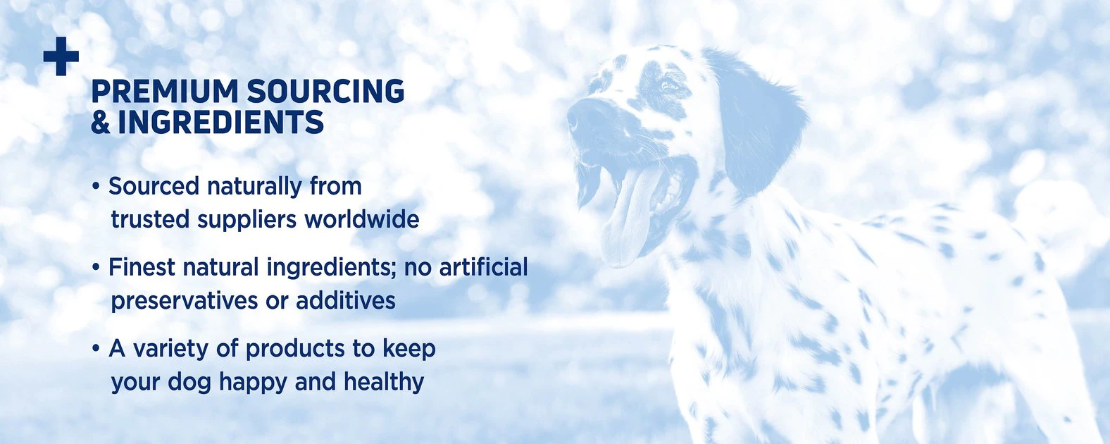 Barkworthies Odor-Free 12" Bully Stick Dog Treats 5 Barkworthies Odor-Free 12" Bully Stick Dog Treats - Image 5