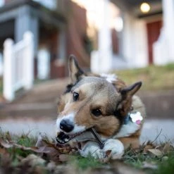 Barkworthies Beef Gullet Sticks Dog Chews, 1.5-lb bag -Brown's || Barkworthies || Cesar Sales 184380 PT5. SY630 V1620843449