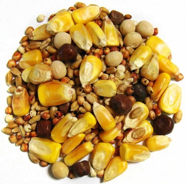 Brown's Thrifty Small Corn Seeds & Grains Dove & Pigeon Bird Food, 50-lb bag 2 Brown's Thrifty Small Corn Seeds & Grains Dove & Pigeon Bird Food, 50-lb bag - Image 2