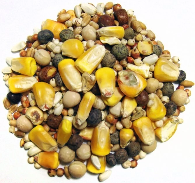 Brown's Developer Small Corn Seeds & Grains Dove & Pigeon Bird Food, 50-lb bag 2 Brown's Developer Small Corn Seeds & Grains Dove & Pigeon Bird Food, 50-lb bag - Image 2