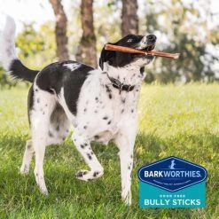 Barkworthies Odor-Free American Double Cut 12" Bully Sticks Dog Treats 12 Barkworthies Odor-Free American Double Cut 12" Bully Sticks Dog Treats -Brown's || Barkworthies || Cesar Sales 86981 PT7. SY630 V1550511145