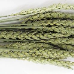 Brown's Tropical Carnival Natural Wheat Sprays Small Animal Treats -Brown's || Barkworthies || Cesar Sales 97168 PT3. SY630 V1477925348