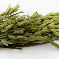 Brown's Tropical Carnival Oat Spray Small Animal Treats -Brown's || Barkworthies || Cesar Sales 97170 PT4. SY630 V1477925354