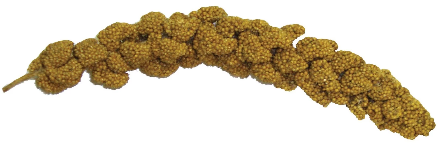 Brown's Tropical Carnival Natural Spray Millet Bird Treats 2 Brown's Tropical Carnival Natural Spray Millet Bird Treats - Image 2